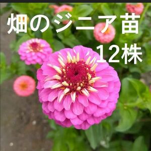 【ネコポス】増量中12株 ジニア ポンポン百日草 畑堀り抜き苗草丈５〜10cm