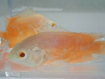 １０匹 アルビノレッドオスカー ３から５ＣＭ ＳＭサイズ 淡水魚 熱帯魚 生体 即決 ８０サイズ関東送料８７３円_画像2