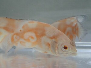 １０匹 アルビノタイガーオスカー ３から５CM ＳＭサイズ 淡水魚 熱帯魚 生体 即決 ８０サイズ関東送料８７３円