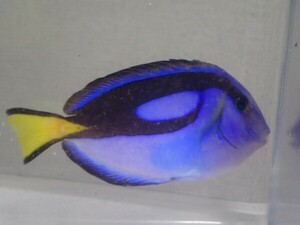 ２匹 ナンヨウハギ ４ＣＭ前後 SMサイズ 海水魚 熱帯魚 生体 即決 ８０サイズ関東送料８７３円