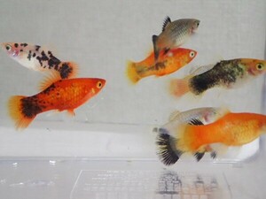 ５０匹 ミックスプラティ ２から３CM MS/Mサイズ 熱帯魚 淡水 生体 即決 １００サイズ関東送料１１１１円