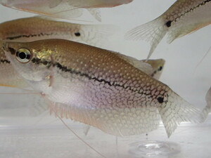 10 Животных Жемчужина Грэмми от 3 до 4 см мс/м размер пресноводная рыба тропическая рыба Сырая биометрия 80 размер канто доставки 873 иена