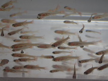 ２００匹 生き餌 エサ用アカヒレ １から２CM 淡水 熱帯魚 生体 即決 ８０サイズ関東送料８７３円_画像2