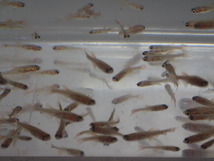 ２００匹 生き餌 エサ用アカヒレ １から２CM 淡水 熱帯魚 生体 即決 ８０サイズ関東送料８７３円_画像5