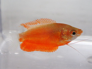 １０匹 レッドグラミー ３から５ＣＭ MS/Mサイズ 淡水魚 熱帯魚 生体 即決 ８０サイズ関東送料８７３円