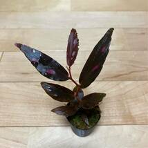 【Begonia sp. Julau】ベゴニア 原種 熱帯植物 山野草 パルダリウム_画像1