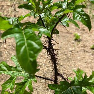 【Solanum atropurpureum 発芽種子】珍奇植物 熱帯植物 観葉植物 山野草