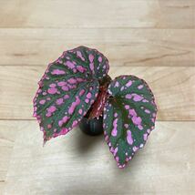 【Begonia negrosensis】ベゴニア 原種 熱帯植物 山野草 パルダリウム_画像1