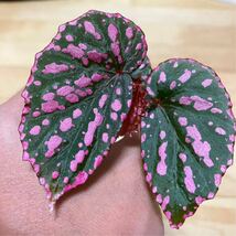 【Begonia negrosensis】ベゴニア 原種 熱帯植物 山野草 パルダリウム_画像2