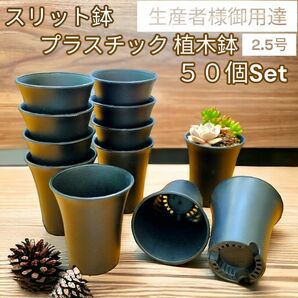 スリット鉢 プラ鉢50個セット　ポット　2.5号　植え替え　多肉植物　植木鉢 多肉植物 スリット鉢 アガベ 鉢 植木鉢