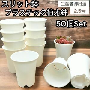 スリット鉢 プラ鉢　50個セット　ポット　2.5号　植え替え　多肉植物　植木鉢 プラスチック製 スリット鉢 多肉植物 