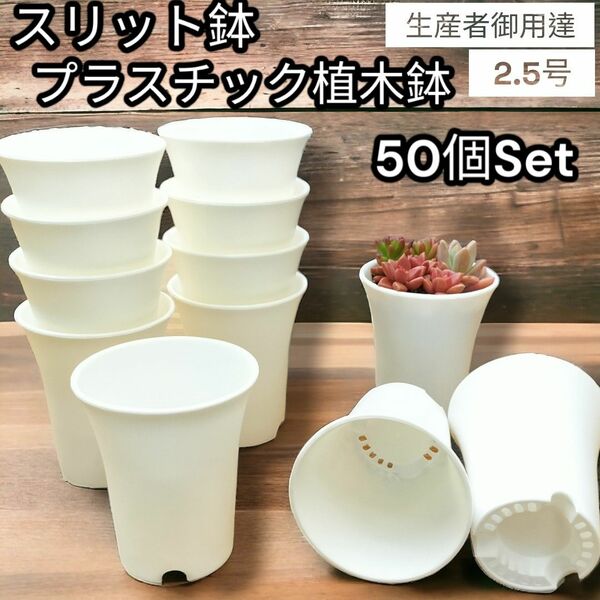 スリット鉢 プラ鉢　50個セット　ポット　2.5号　植え替え　多肉植物　植木鉢 プラスチック製 スリット鉢 多肉植物 プランター