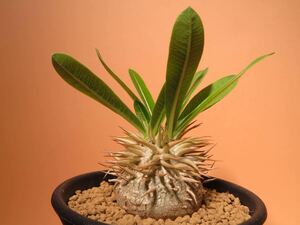 44 Pachypodium enigmaticum パキポディウム エニグマティクム サボテン 多肉植物 塊根　コーデックス 塊茎