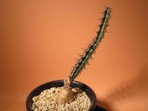 54 Euphorbia sp. Mutomo ユーフォルビア サボテン 多肉植物 塊根　コーデックス 塊茎_画像2