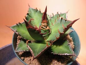 52 Agave titanota Red Catweazle アガベ チタノタ レッドキャットウィーズル サボテン 多肉植物