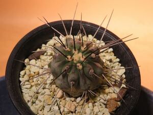 121 コピアポア 黒士冠 Copiapoa サボテン 多肉植物