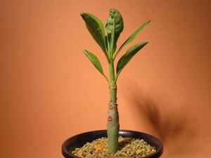 77 Euphorbia aff, goetzei ユーフォルビア ゴエッチー サボテン 多肉植物 塊根　コーデックス 塊茎