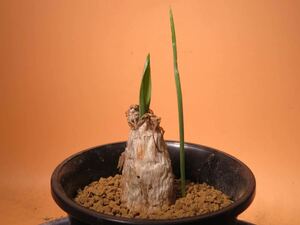 88 Ornithogalum donaldosonii R4/7月 サボテン 多肉植物 塊根　コーデックス 塊茎