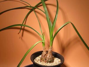 100 Albuca sp. アルブカ サボテン 多肉植物 塊根　コーデックス 塊茎