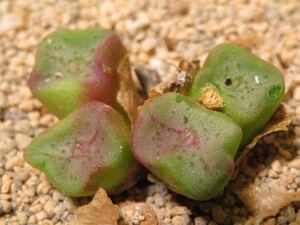 60 Conophytum cubicum コノフィツム サボテン 多肉植物