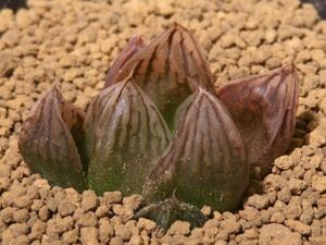 14 ウェディングパープル(ウェディングベル×ブルパープル) ハオルチア サボテン 多肉植物
