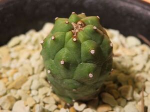 93 Euphorbia gamkaensis 実生 ユーフォルビア ガムケンシス サボテン 多肉植物 塊根　コーデックス 塊茎