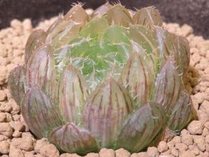 3 ピクツラタ錦 ハオルチア サボテン 多肉植物