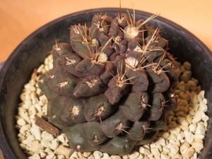 138 Eriosyce marksiana ssp. lissocarpa エリオシケ サボテン 多肉植物