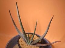 62 Aloe compressa v. rugosquamosa アロエ サボテン 多肉植物_画像2