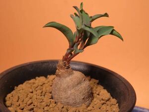 96 Monadenium gracile ES20939 モナデニウム サボテン 多肉植物 塊根　コーデックス 塊茎