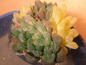 5 ピリフェラ錦 ハオルチア サボテン 多肉植物