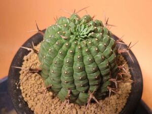 57 ユーフォルビア ステリスピナ 群星冠 ダルマタイプ Euphorbia stellispina サボテン 多肉植物 塊根　コーデックス 塊茎