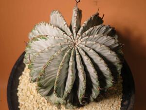 76 ユーフォルビア ホリダ ストリアータ アルバ Euphorbia horrida サボテン 多肉植物 塊根　コーデックス 塊茎