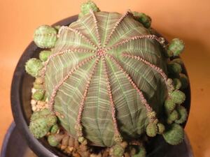 51 ユーフォルビア 仔吹オベサ Euphorbia 仔吹obesa サボテン 多肉植物 塊根　コーデックス 塊茎