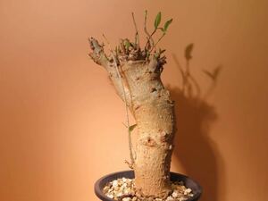 70 バオバブ Adansonia digitata アダンソニア ディギタタ サボテン 多肉植物 塊根　コーデックス 塊茎
