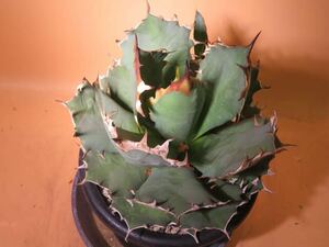 50 Agave titanota 姫巌竜 アガベ チタノタ サボテン 多肉植物