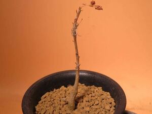 73 Boswellia sacra(Oman) ボスウェリア サクラ サボテン 多肉植物 塊根　コーデックス 塊茎