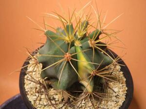 135ferokaktas.. dragon . cactus succulent plant 