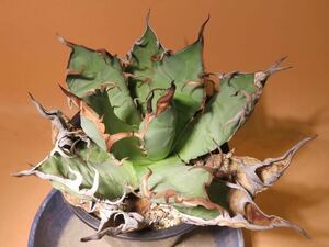 34 Agave titanota oteroi 輸入株 アガベ チタノタ オテロイ サボテン 多肉植物