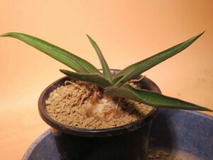 25 Aloe richardsiae v. setos アロエ サボテン 多肉植物