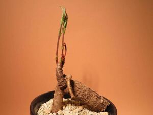 62 Cyphostemma sp. キフォステンマ サボテン 多肉植物 塊根　コーデックス 塊茎