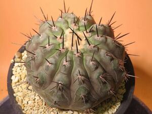 109 コピアポア 黒王丸 台付き Copiapoa サボテン 多肉植物