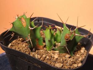 70 Euphorbia tortirama ユーフォルビア トルチラマ サボテン 多肉植物 塊根　コーデックス 塊茎