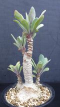 多肉植物　セネシオ（クレイニア） フルゲンス　白銀竜　白銀盃　冬型塊根　珍品　1_画像3