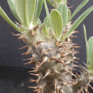 多肉植物 パキポディウム デンシフローラム シバの女王の玉櫛 実生苗の画像8