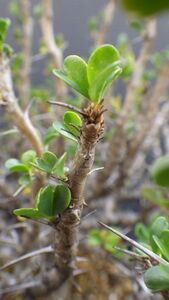 多肉植物　モンソニア (サルコカウロン)　バンデリティアエ　竜骨扇 　希少な夏型　巨大株