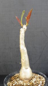 多肉植物　キフォステンマ　ユッタエ　葡萄亀　塊茎種　2