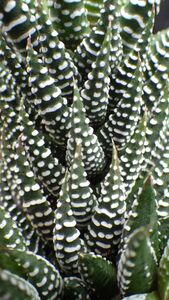多肉植物　ハオルチオプシス　十二の爪　硬派系ハオルチア　1