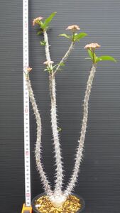 多肉植物　ユーフォルビア　テヌイスピナ　芋花キリン　実生苗　レアな塊根種　