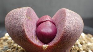 多肉植物　プレイオスピロス　紅帝玉　玉型メセン　実生苗　典型的な冬型　